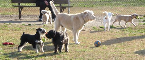 Hidden Oaks Dog Park