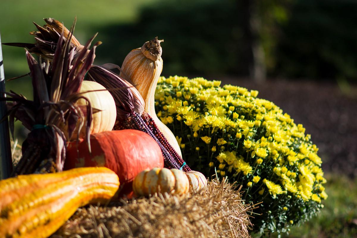 Fall Bounty