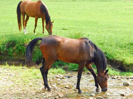 Horses in the Leatherwood Mountains