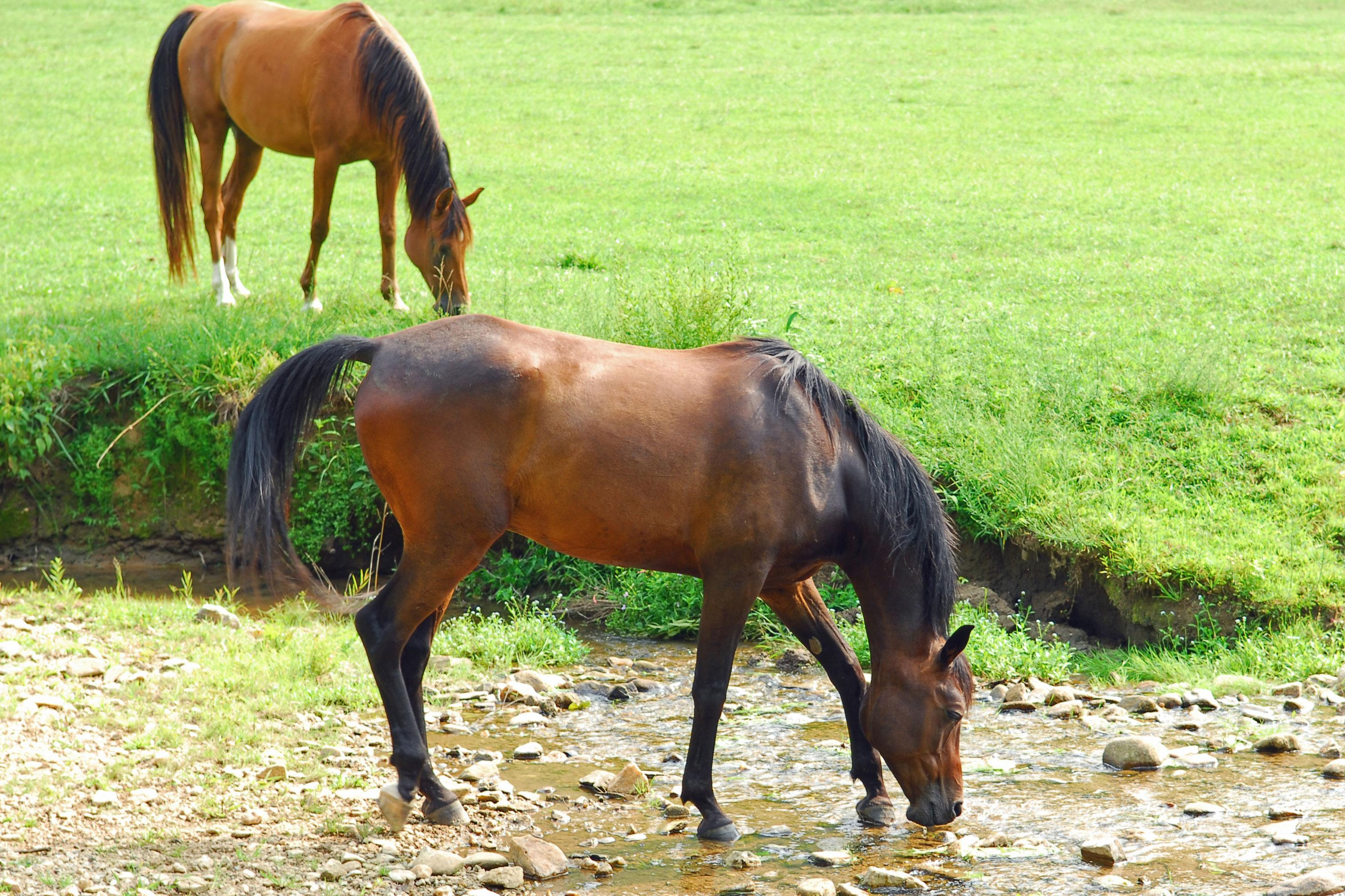 Horses in the Leatherwood Mountains