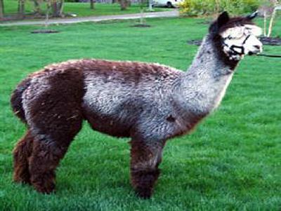 Precious Alpaca Farm