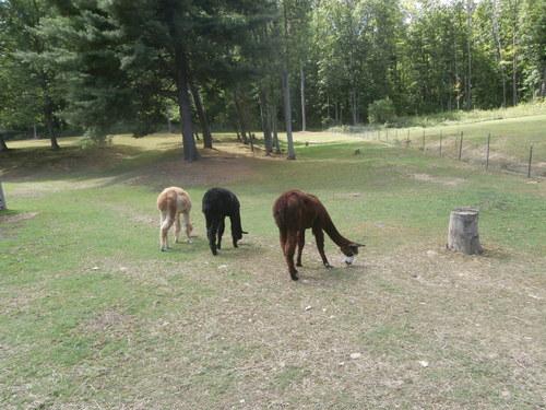 Precious Alpaca Farm