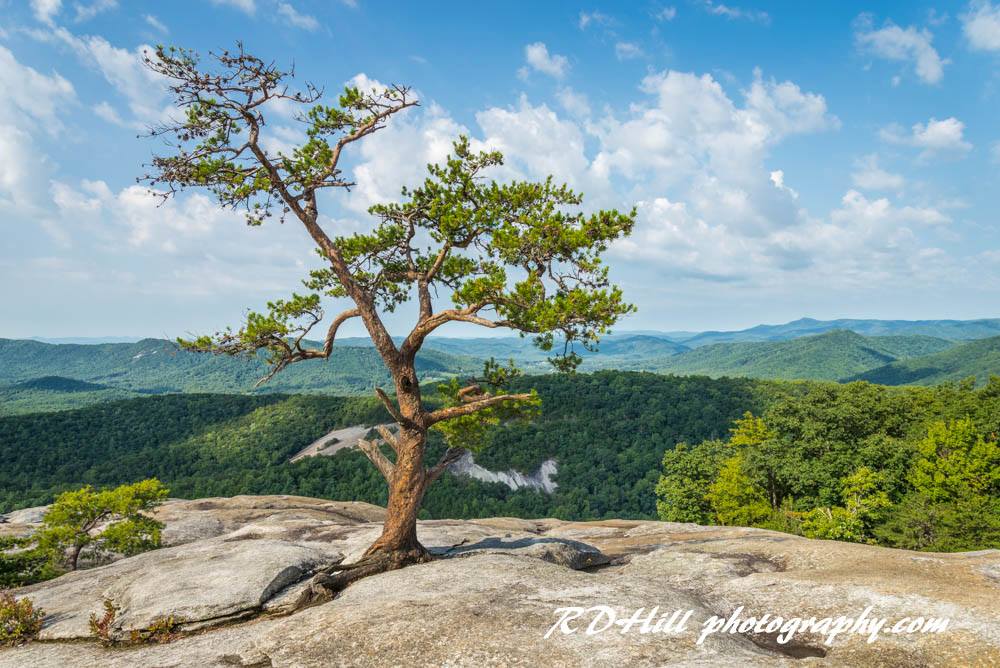 Stone Mountain Vista With Tree