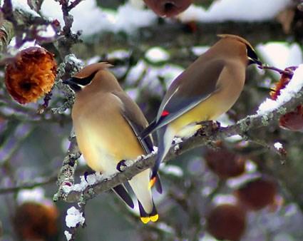 bird - Cedar Waxing