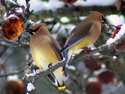 Cedar Waxwings in Winter