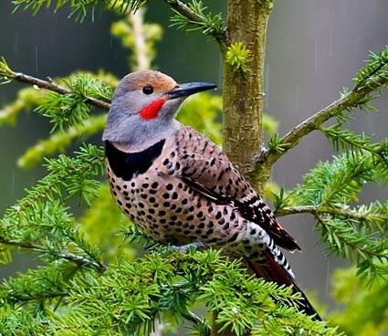 Bird - Northern Flicker