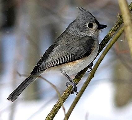 Bird - Tufted Titmouse